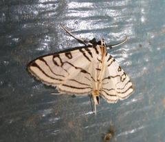 Conchylodes concinnalis