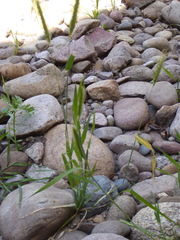 Hordeum murinum glaucum