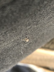 Stegomyia