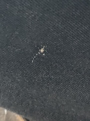 Stegomyia