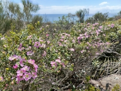 Leptospermum rotundifolium