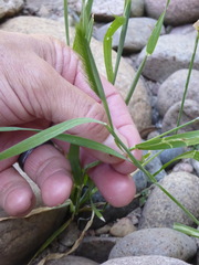 Hordeum murinum glaucum