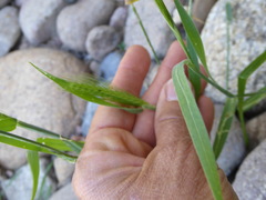 Hordeum murinum glaucum