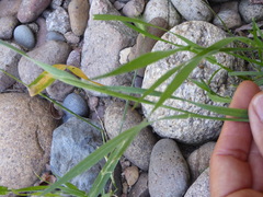 Hordeum murinum glaucum