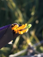 Puya coerulea