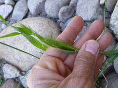 Hordeum murinum glaucum