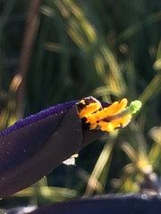 Puya coerulea