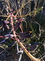 Puya coerulea