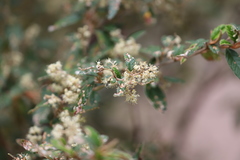 Pomaderris prunifolia