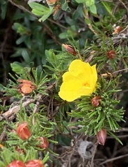 Hibbertia fasciculata