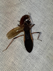 Zelurus albispinus