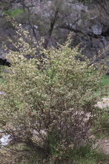 Pomaderris prunifolia