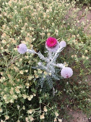 Cirsium occidentale occidentale