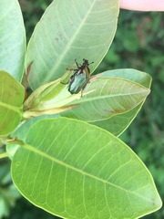 Leucocelis aeneicollis