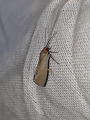 Metalobosia cuprea