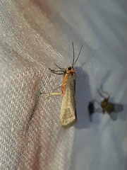 Metalobosia cuprea