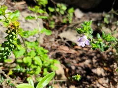 Prostanthera densa