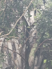 Metrosideros perforata