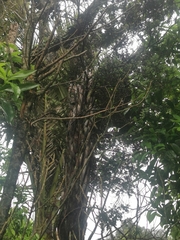 Metrosideros perforata