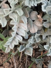 Astragalus utahensis