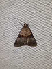 Melipotis nigrobasis