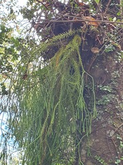 Phlegmariurus billardierei