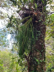 Phlegmariurus billardierei