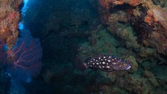 Epinephelus coeruleopunctatus