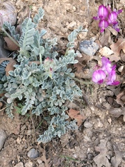 Astragalus utahensis