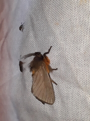 Thoscora