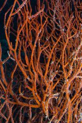 Subergorgia suberosa