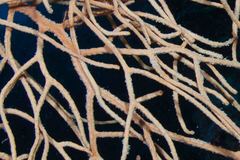 Subergorgia suberosa