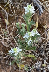 Teucrium sessiliflorum