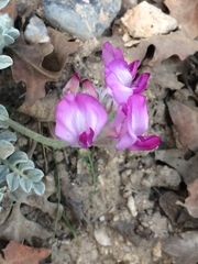Astragalus utahensis