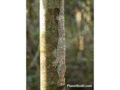 Uroplatus henkeli