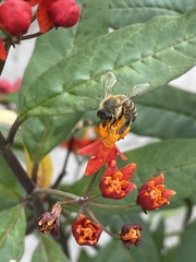 Apis mellifera