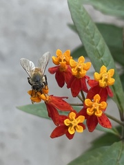 Apis mellifera