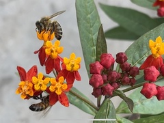 Apis mellifera