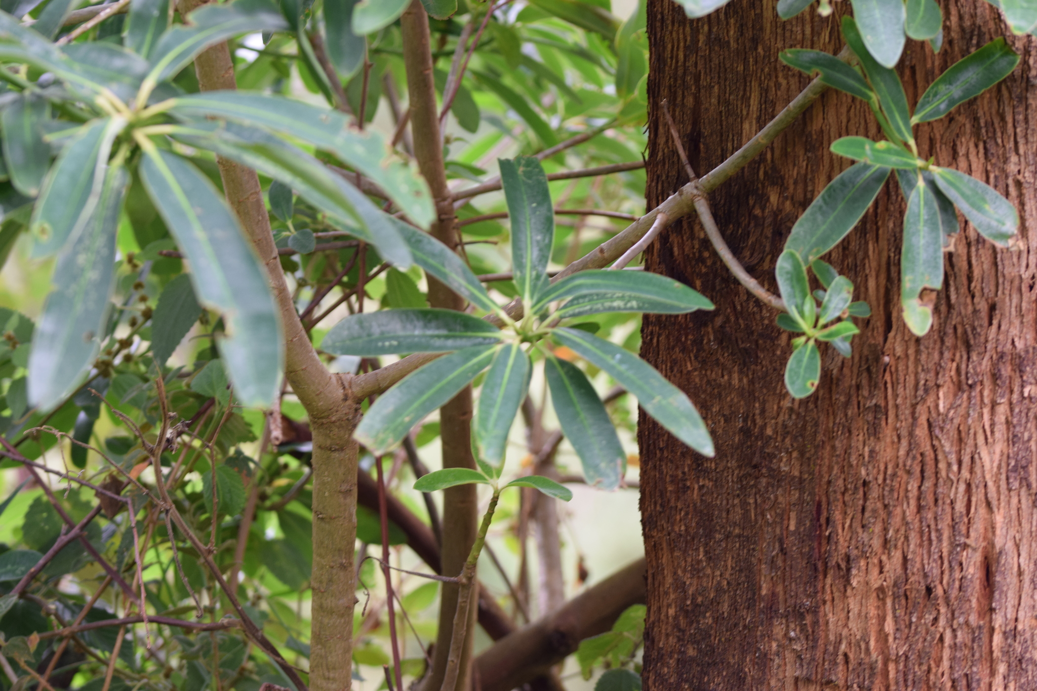 Euphorbia laurifolia image
