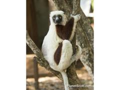 Propithecus coquereli