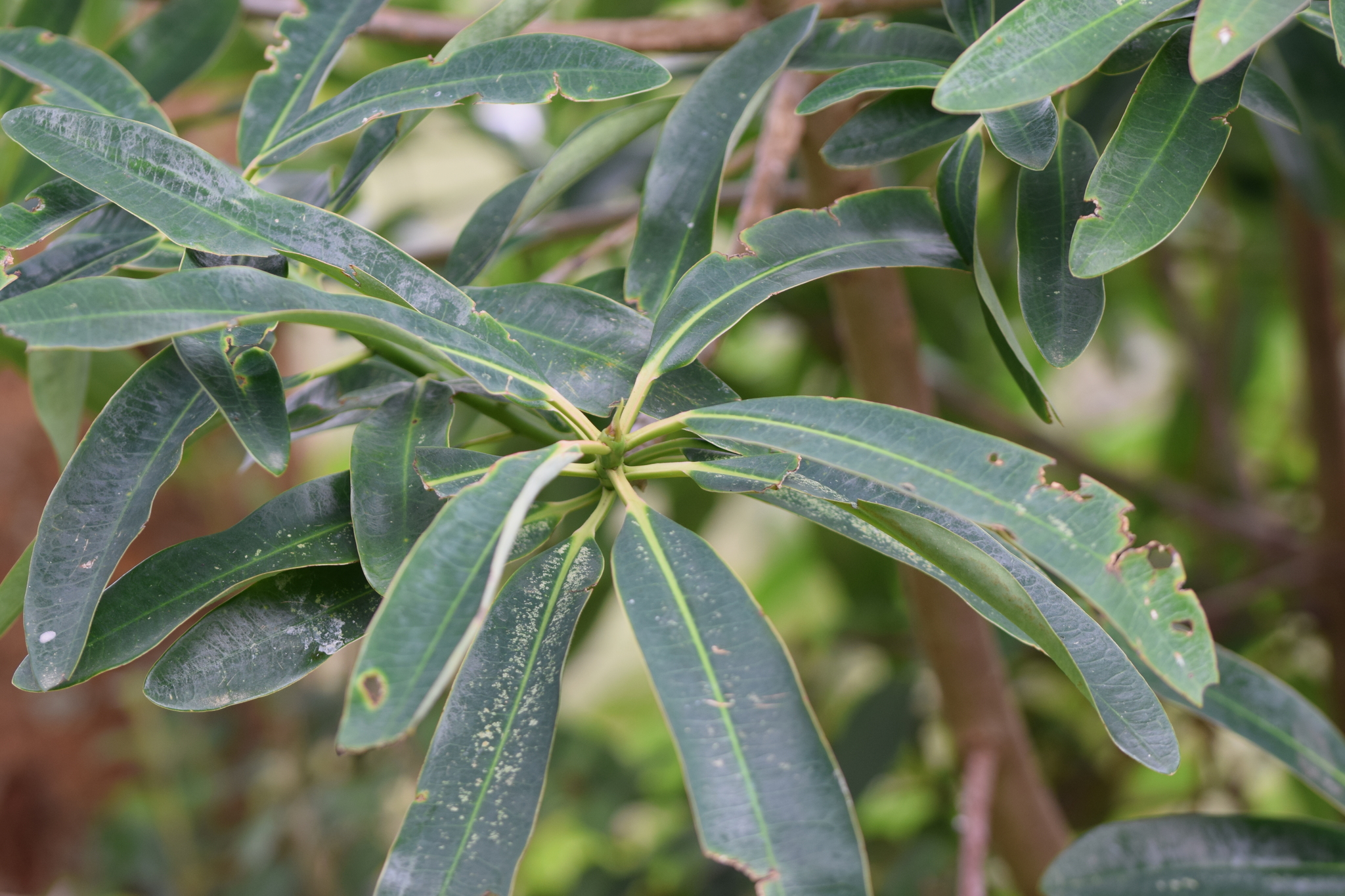 Euphorbia image