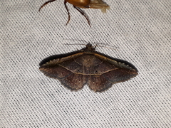 Coenobela joha