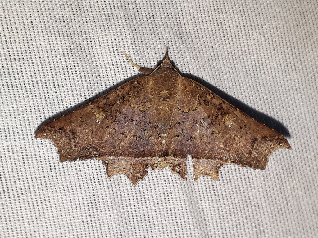 Euclystis terraba