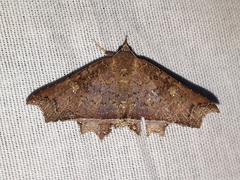 Euclystis terraba