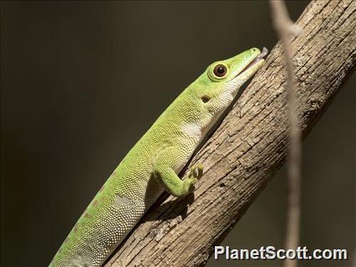 Koch's Giant Day Gecko