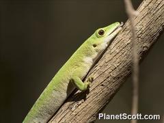 Phelsuma kochi
