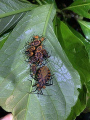 Spartocera pantomima