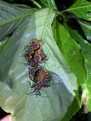 Spartocera pantomima
