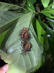 Spartocera pantomima