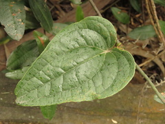 Smilax tomentosa